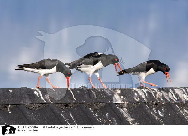 Austernfischer / Eurasian oystercatchers / HB-02284