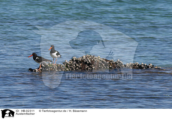 Austernfischer / Eurasian oystercatchers / HB-02311