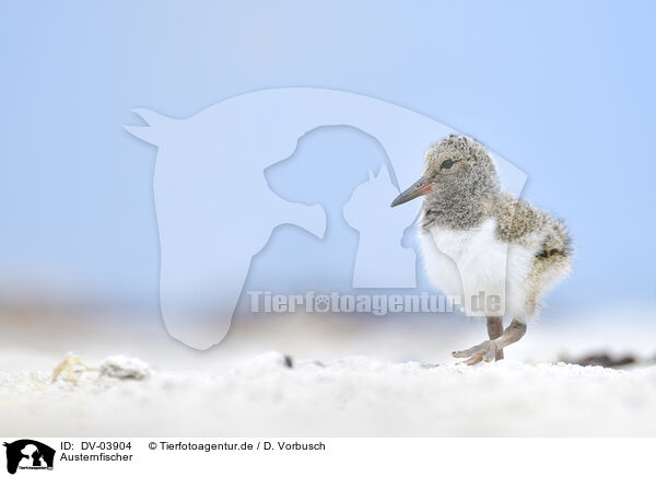 Austernfischer / Eurasian oystercatcher / DV-03904
