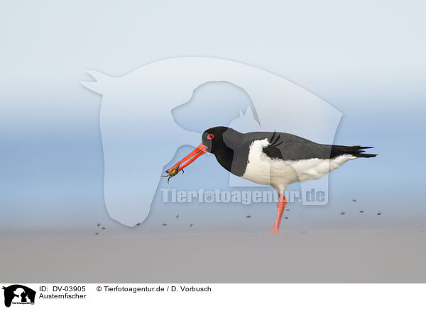 Austernfischer / Eurasian oystercatcher / DV-03905