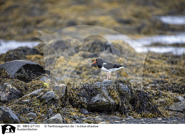 Austernfischer / Eurasian oystercatcher / MBS-27143