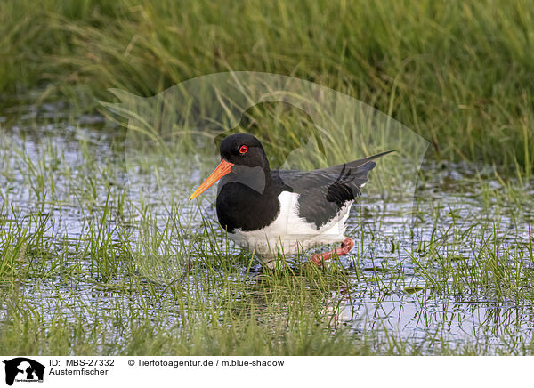 Austernfischer / Eurasian oystercatcher / MBS-27332