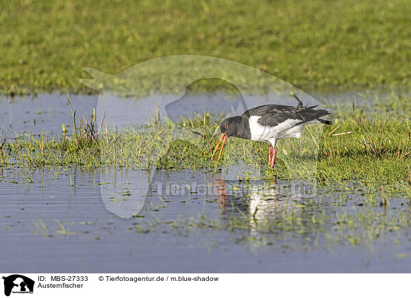 Austernfischer / Eurasian oystercatcher / MBS-27333