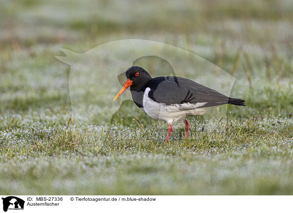 Austernfischer / Eurasian oystercatcher / MBS-27336