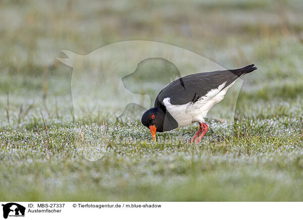 Austernfischer / Eurasian oystercatcher / MBS-27337