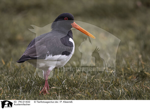 Austernfischer / Eurasian oystercatcher / PK-01400