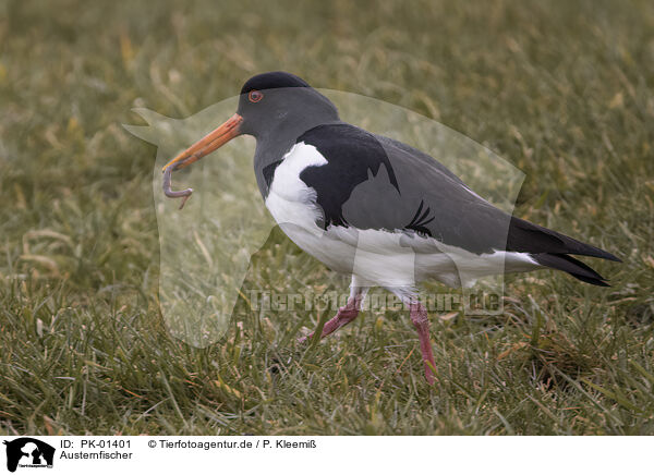 Austernfischer / Eurasian oystercatcher / PK-01401