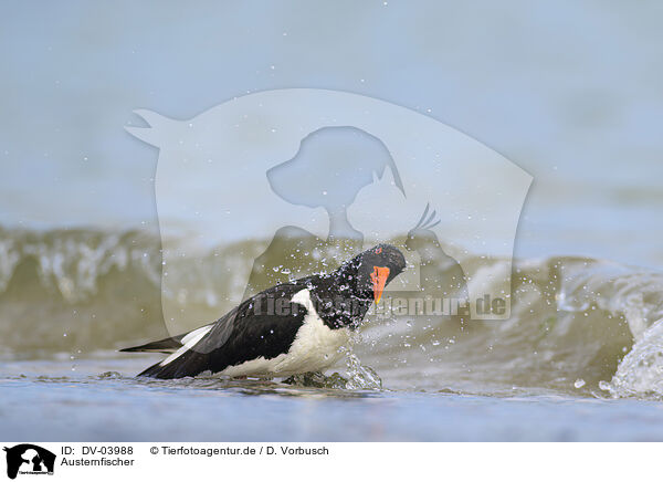 Austernfischer / Eurasian oystercatcher / DV-03988