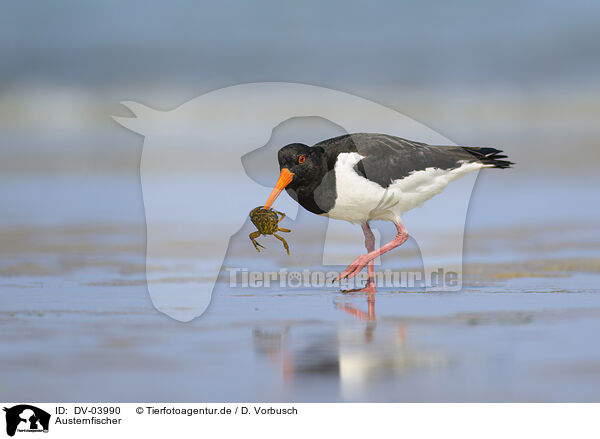 Austernfischer / Eurasian oystercatcher / DV-03990