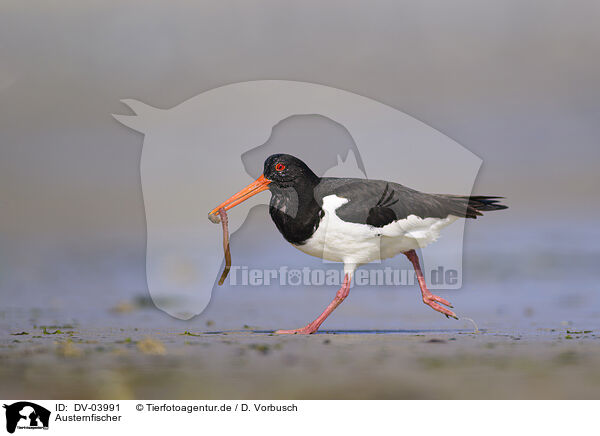 Austernfischer / Eurasian oystercatcher / DV-03991