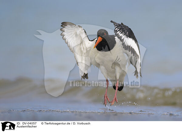 Austernfischer / Eurasian oystercatcher / DV-04057