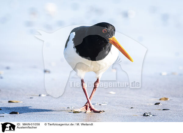 Austernfischer / Eurasian oystercatcher / MAW-01058