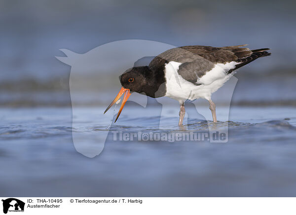 Austernfischer / Eurasian oystercatcher / THA-10495