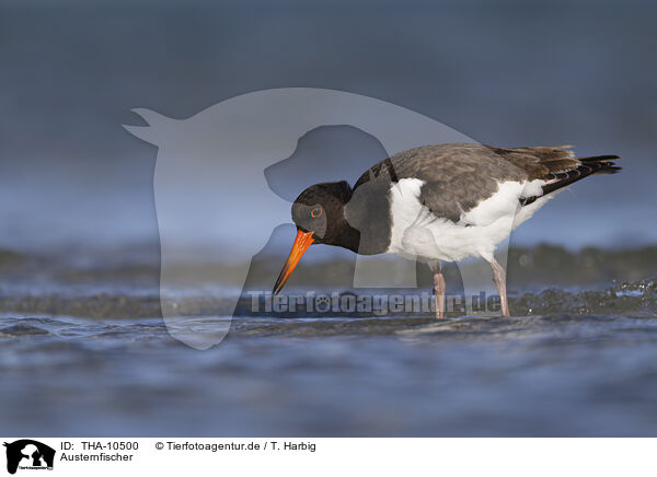 Austernfischer / Eurasian oystercatcher / THA-10500