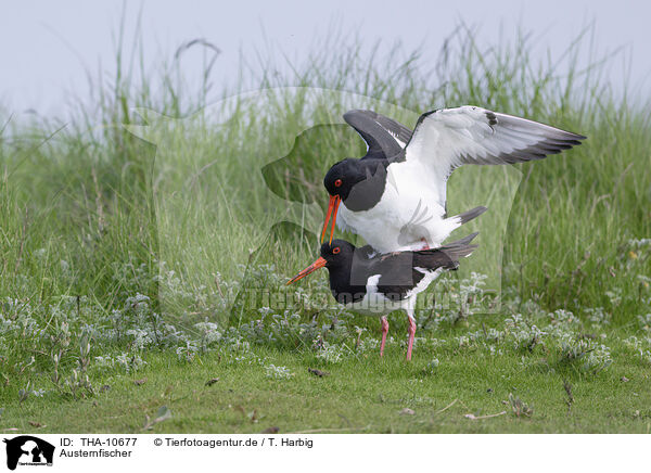 Austernfischer / Eurasian oystercatcher / THA-10677