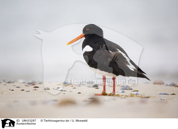 Austernfischer / oystercatcher / UM-03297
