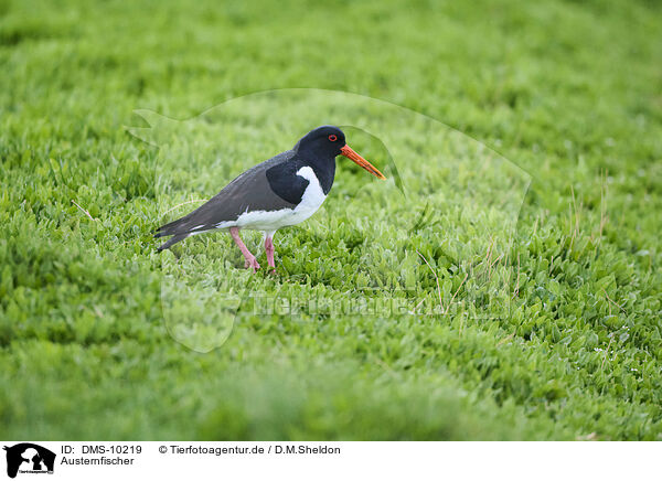 Austernfischer / oystercatcher / DMS-10219