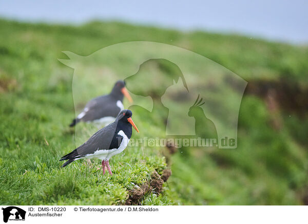Austernfischer / oystercatcher / DMS-10220