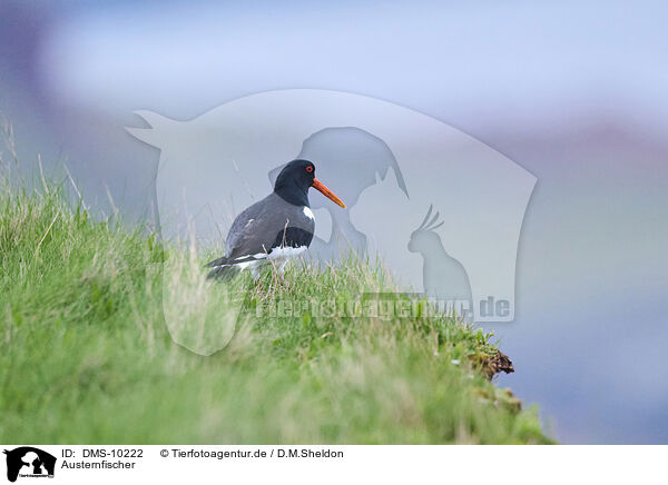 Austernfischer / oystercatcher / DMS-10222