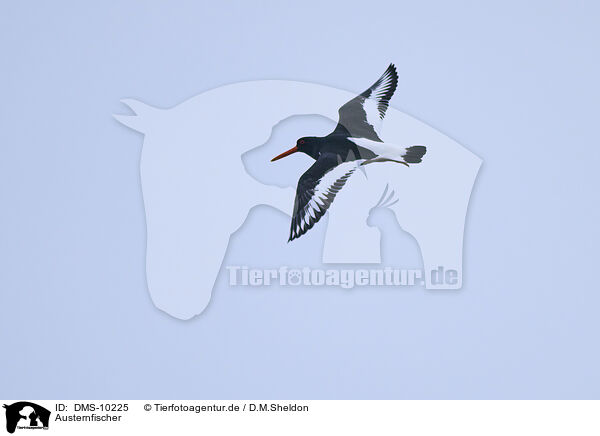 Austernfischer / oystercatcher / DMS-10225