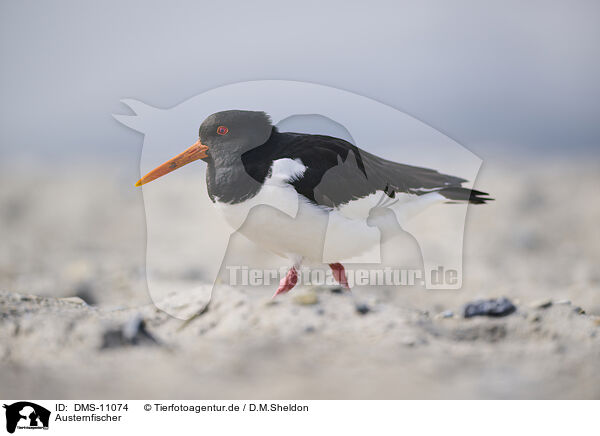 Austernfischer / oystercatcher / DMS-11074