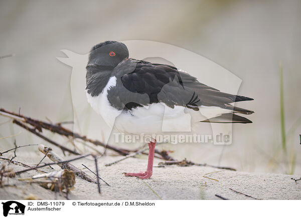 Austernfischer / oystercatcher / DMS-11079