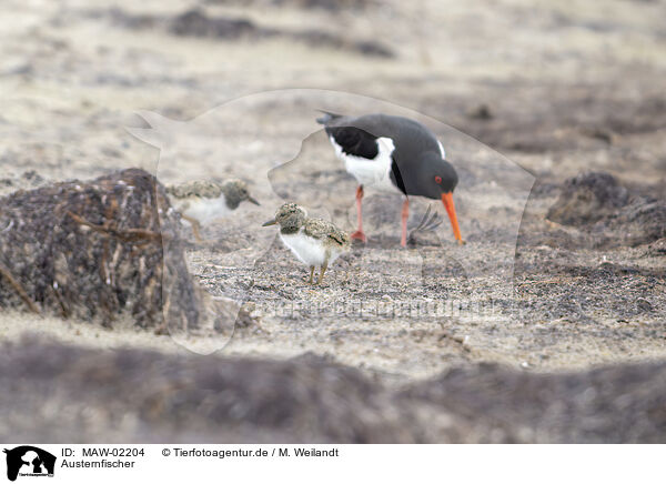 Austernfischer / oystercatcher / MAW-02204
