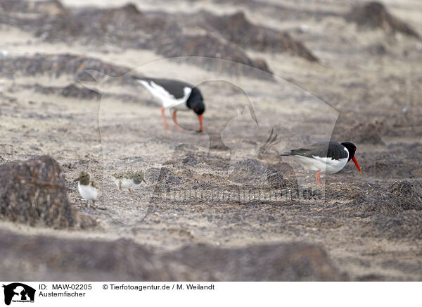 Austernfischer / oystercatcher / MAW-02205