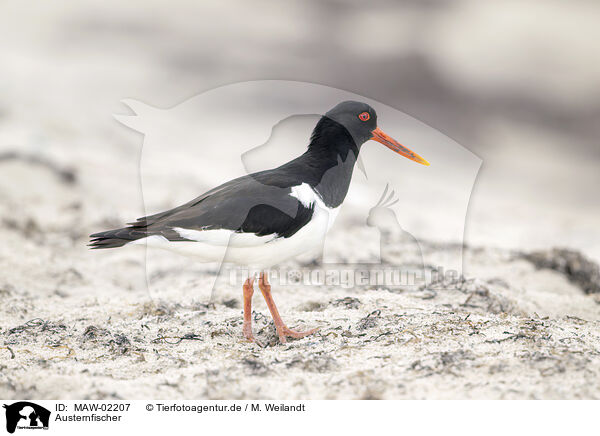Austernfischer / oystercatcher / MAW-02207