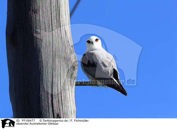 sitzender Australischer Gleitaar / sitting Black-shouldered Kite / FF-08477