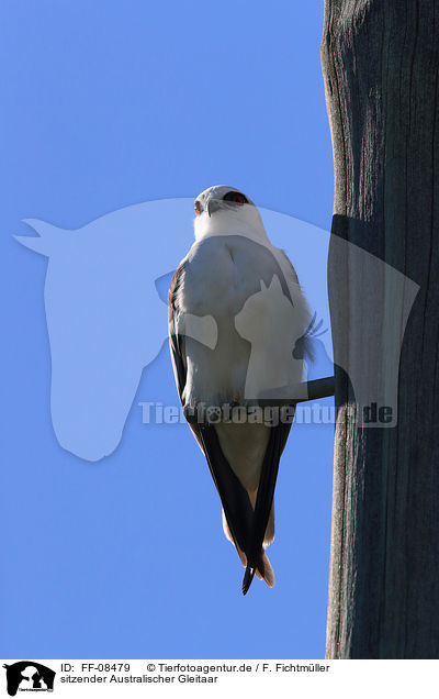 sitzender Australischer Gleitaar / sitting Black-shouldered Kite / FF-08479