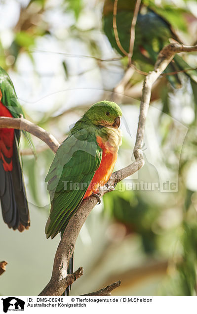 Australischer Knigssittich / Australian king parrot / DMS-08948