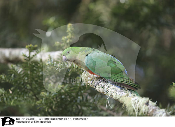 Australischer Knigssittich / Australian king parrot / FF-08256