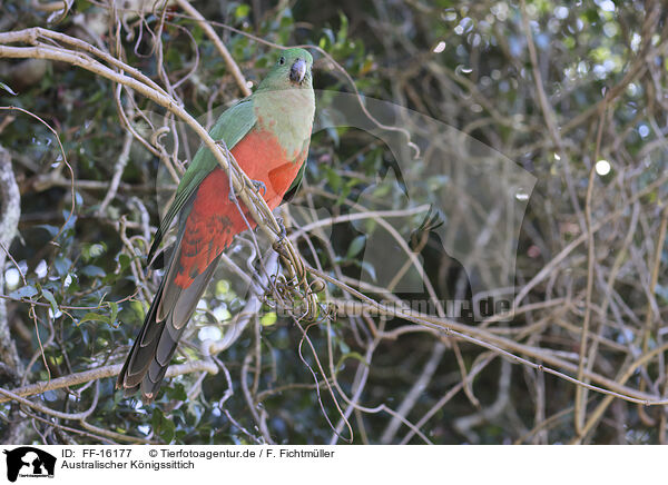 Australischer K�nigssittich / Australian king parrot / FF-16177