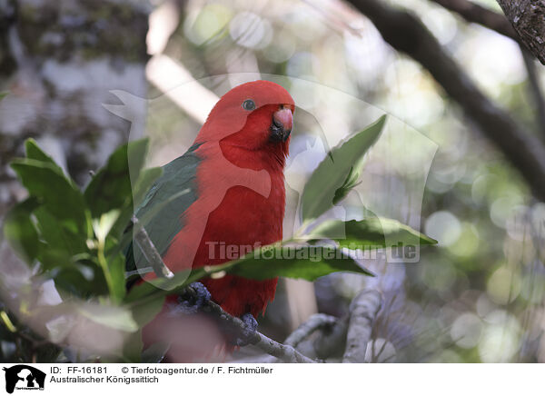 Australischer K�nigssittich / Australian king parrot / FF-16181