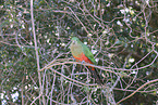 Australischer K�nigssittich