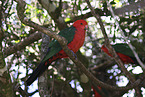 Australischer K�nigssittich