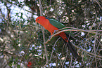 Australischer K�nigssittich