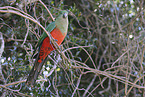 Australischer K�nigssittich