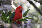 Australischer K�nigssittich
