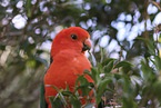 Australischer K�nigssittich