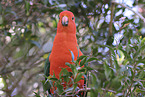 Australischer K�nigssittich