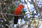 Australischer K�nigssittich