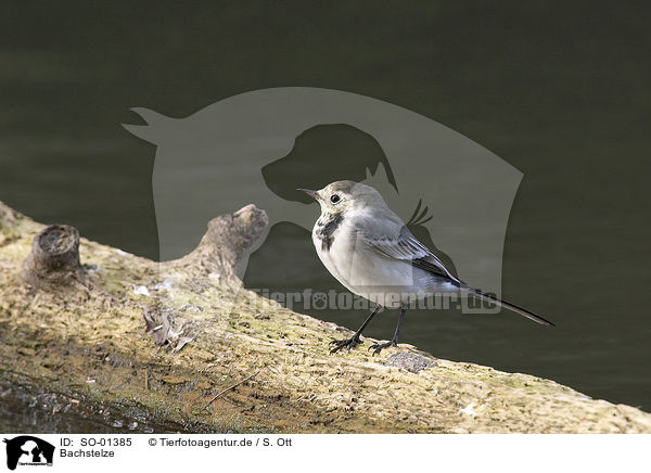 Bachstelze / wagtail / SO-01385