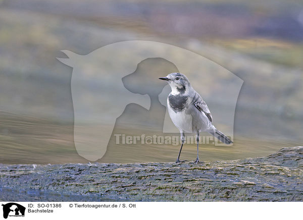 Bachstelze / wagtail / SO-01386