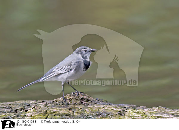 Bachstelze / wagtail / SO-01388