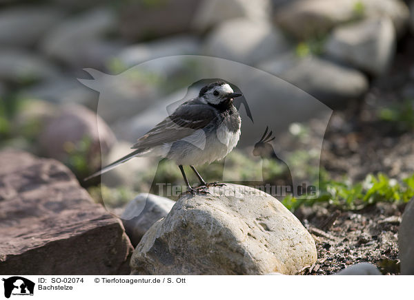 Bachstelze / wagtail / SO-02074