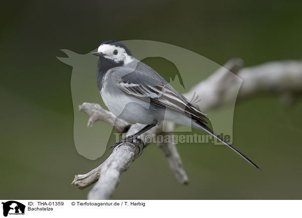 Bachstelze / white wagtail / THA-01359