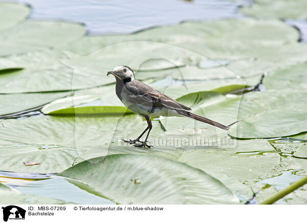 Bachstelze / white wagtail / MBS-07269
