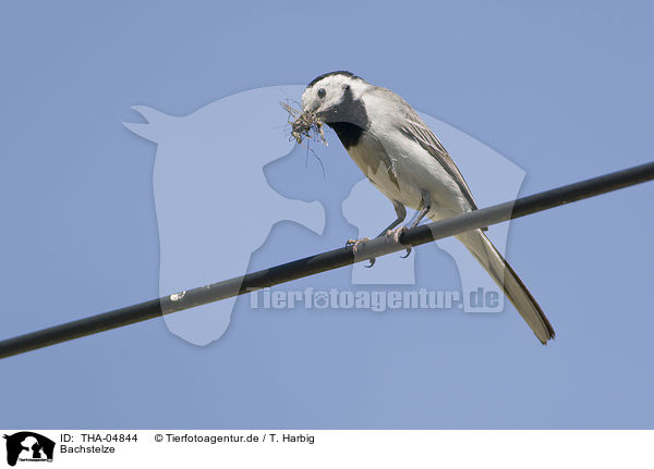 Bachstelze / white wagtail / THA-04844